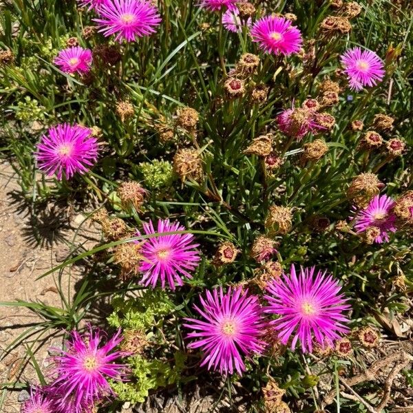 Lampranthus multiradiatus Žiedas