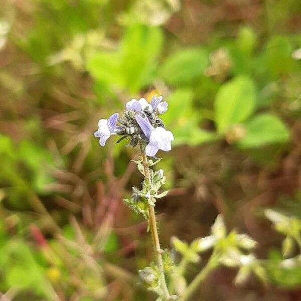 Linaria arvensis Kvet