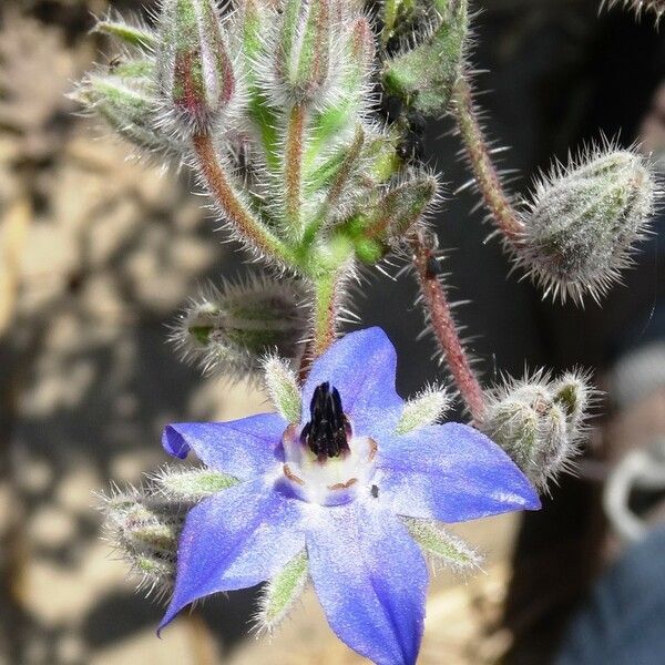 Borago officinalis Flower