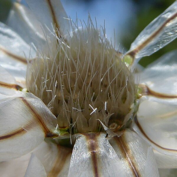 Catananche caerulea Fruit