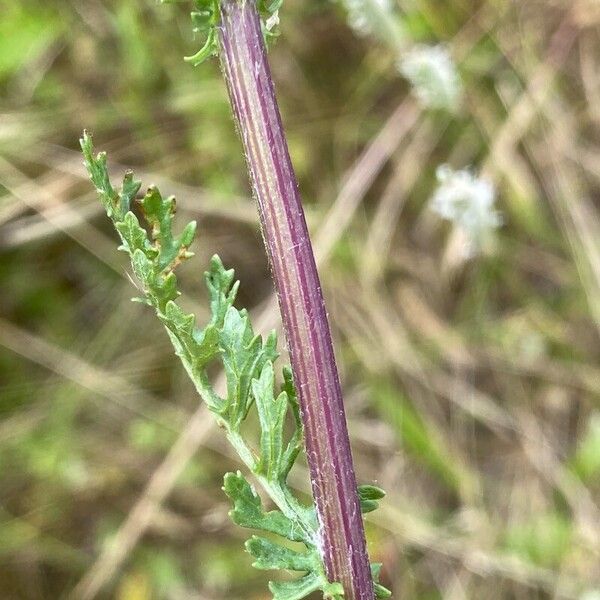 Jacobaea vulgaris Corteccia