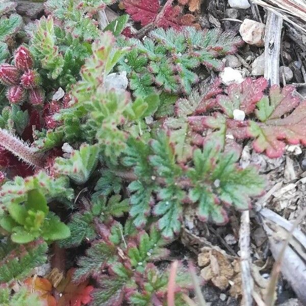 Erodium cicutarium Folio