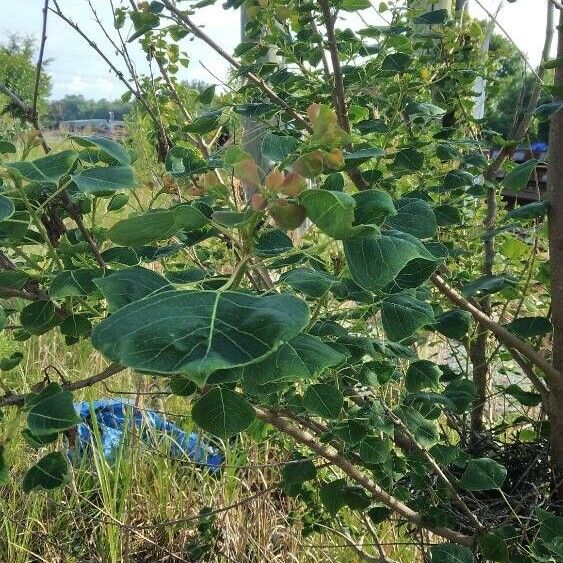 Triadica sebifera Leht