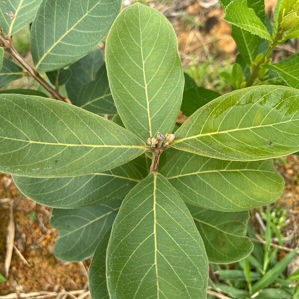 Psidium guineense Levél