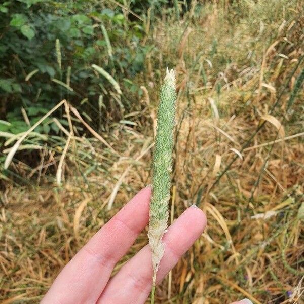 Phalaris aquatica Fruchs