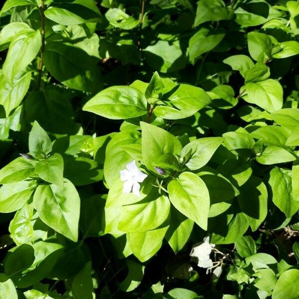 Vinca difformis Folha