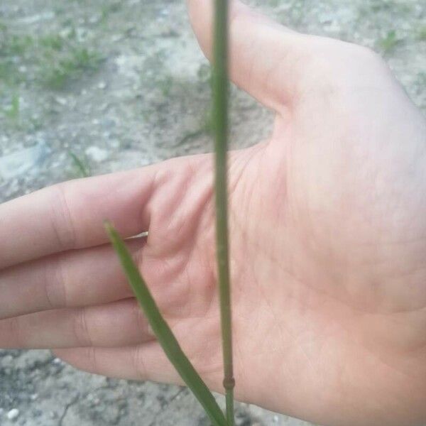 Polypogon viridis List