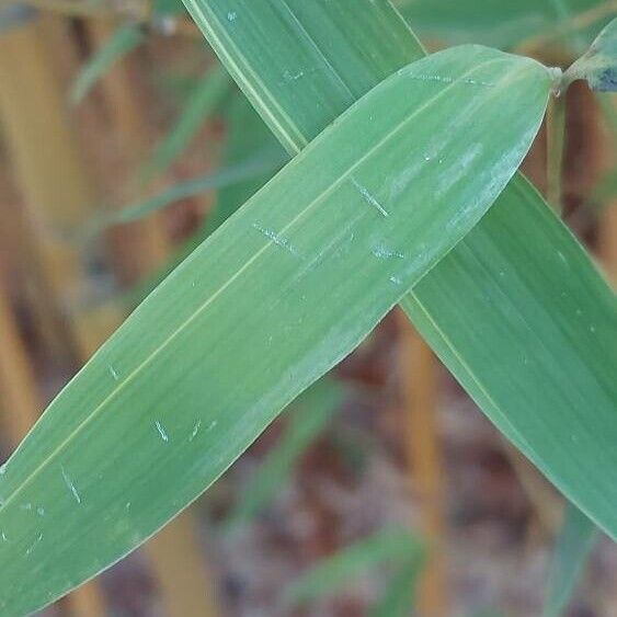 Phyllostachys aurea Blad