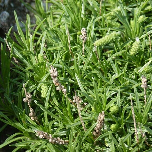 Plantago subulata Квітка