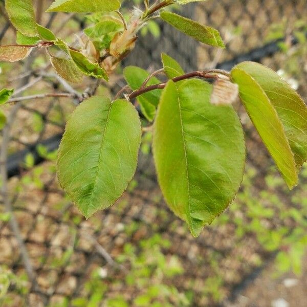 Prunus mahaleb ഇല