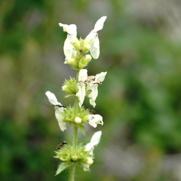 Stachys recta Flor