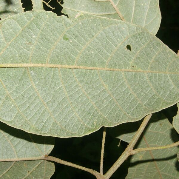 Croton billbergianus Ліст