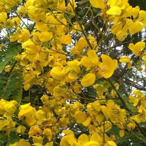 Senna bicapsularis Blodyn