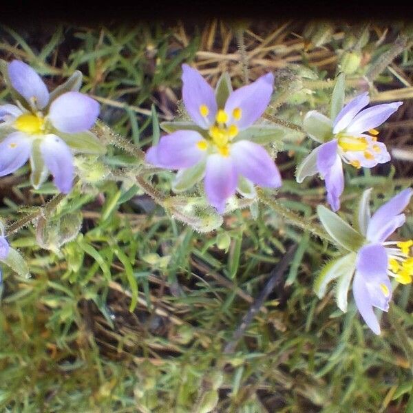 Spergularia marina Flower