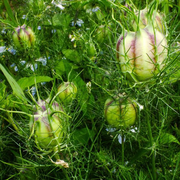 Nigella damascena Ffrwyth