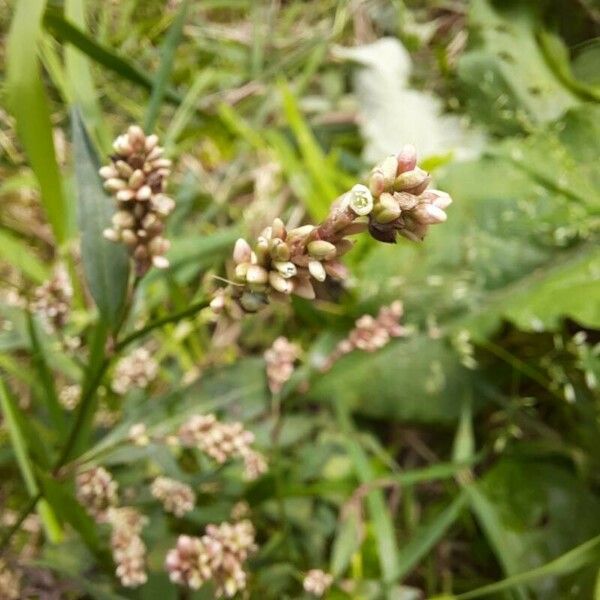 Persicaria maculosa Virág