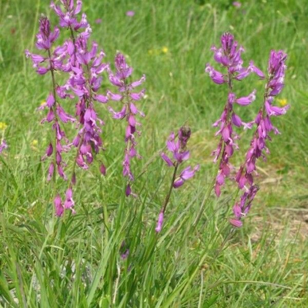 Polygala major Plante entière