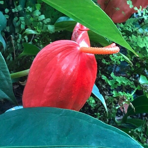 Anthurium scherzerianum Flower