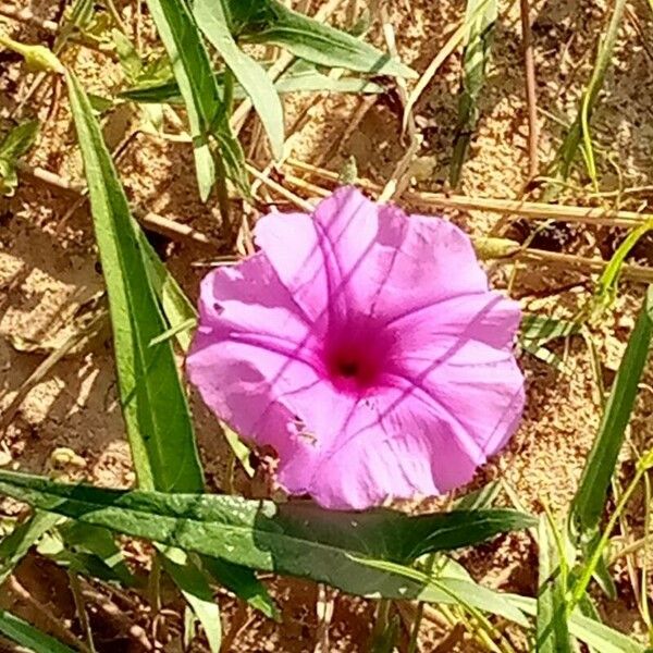 Ipomoea sagittata 花