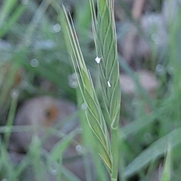 Brachypodium distachyon Flower