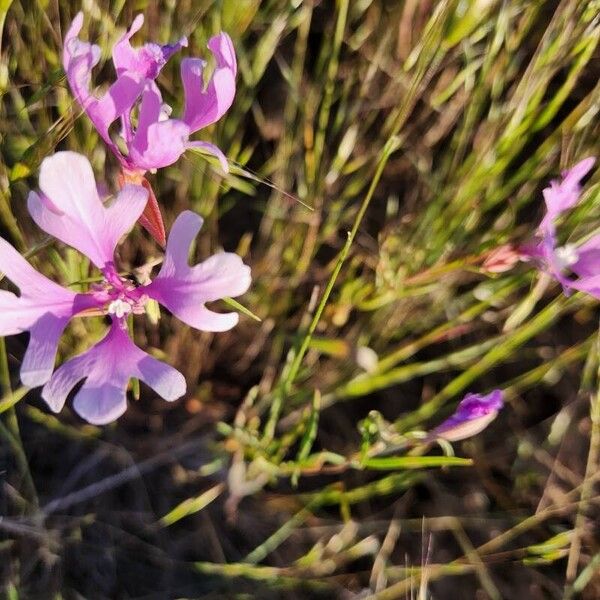 Clarkia pulchella Flower