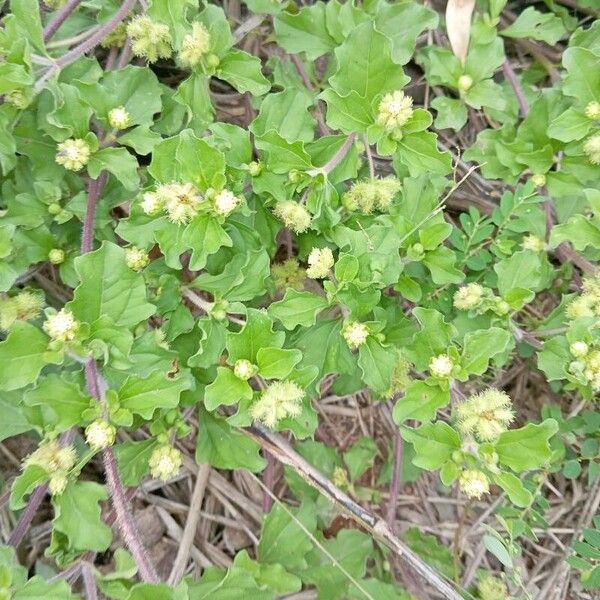 Acanthospermum australe Blad