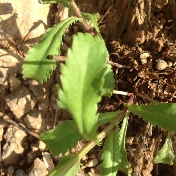 Leucanthemum vulgare ഇല