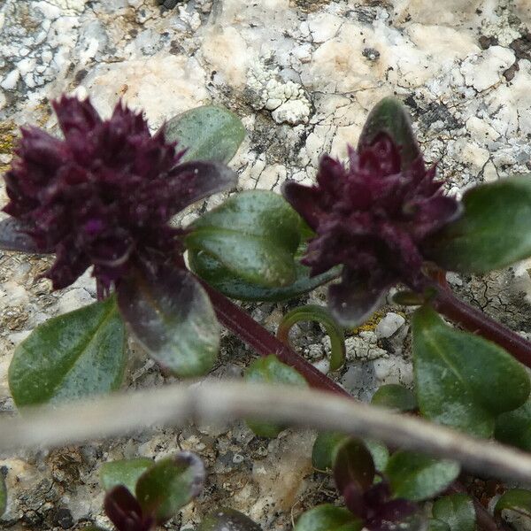 Thymus praecox Fruit