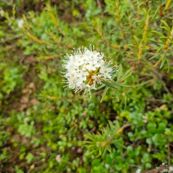 Ledum palustre Flower