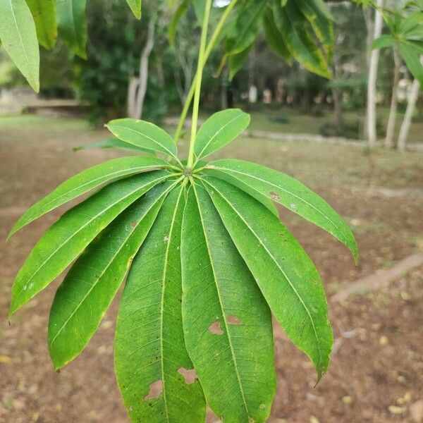 Ceiba pentandra Blatt