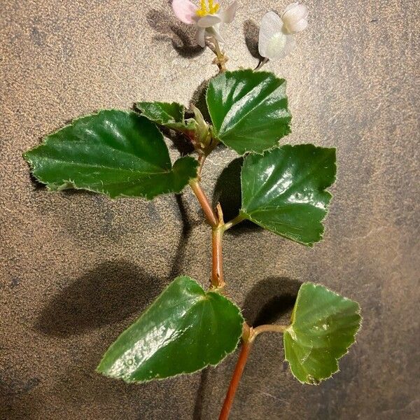 Begonia hirtella Leaf