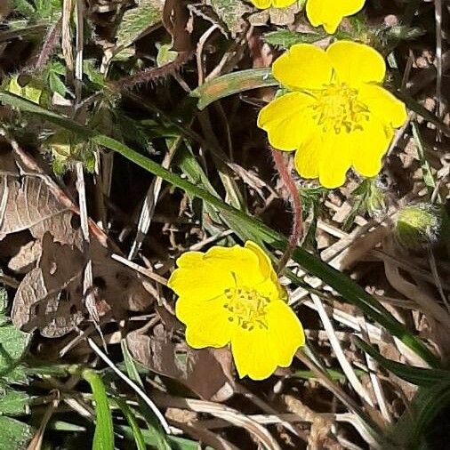 Potentilla pedata Flor