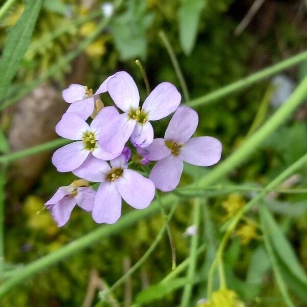 Arabidopsis arenosa Цвят