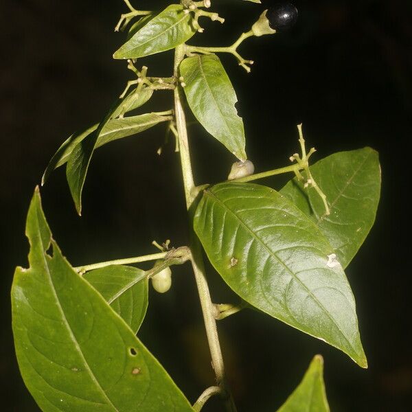 Cestrum reflexum Flower