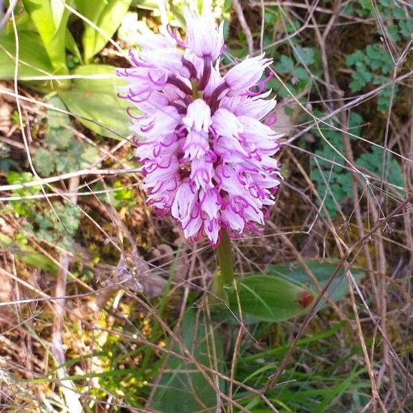 Orchis simia 花