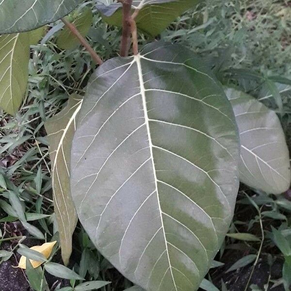 Ficus callosa Leaf