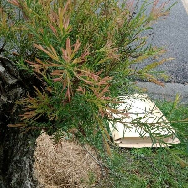 Melaleuca linariifolia Levél