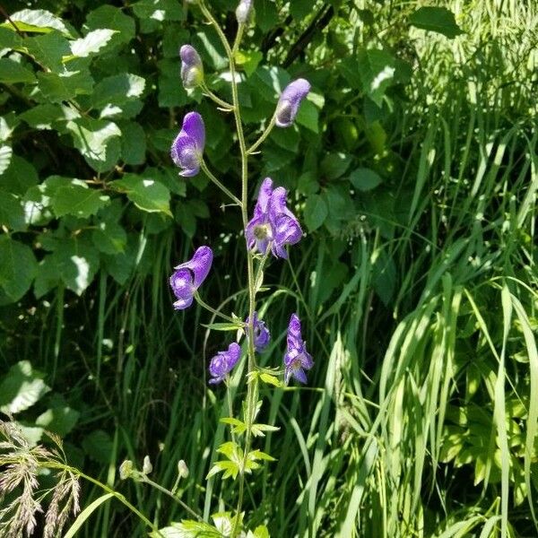 Aconitum columbianum Blomst