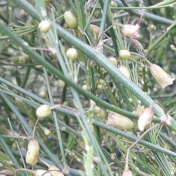 Asparagus officinalis Flor