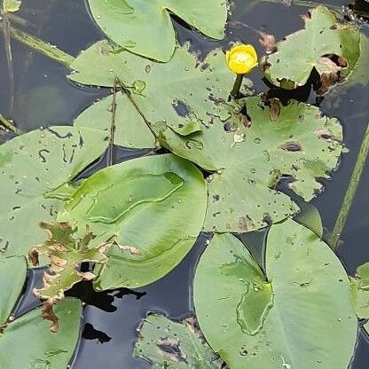 Nuphar lutea عادت داشتن