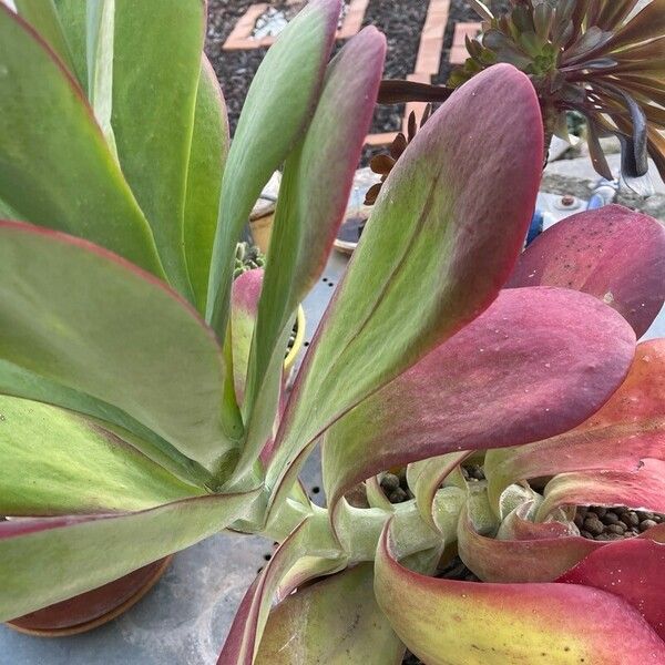 Kalanchoe tetraphylla Blad