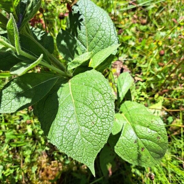 Verbascum densiflorum Feuille