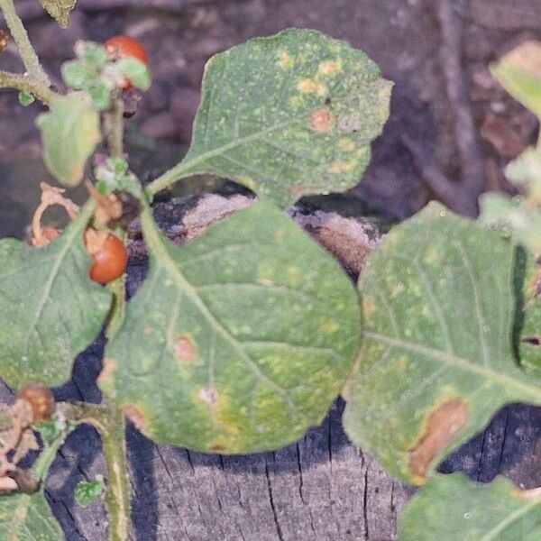 Solanum villosum Liść