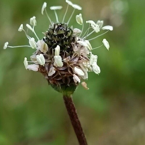 Plantago argentea Flors