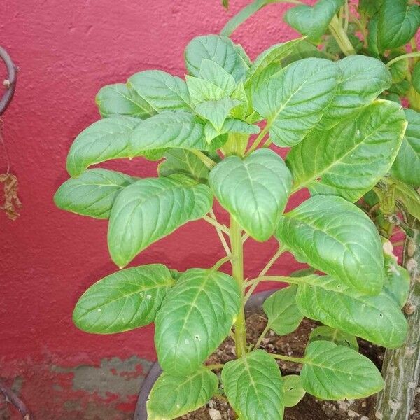 Amaranthus blitum 葉