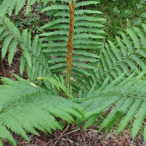 Osmundastrum cinnamomeum Φύλλο