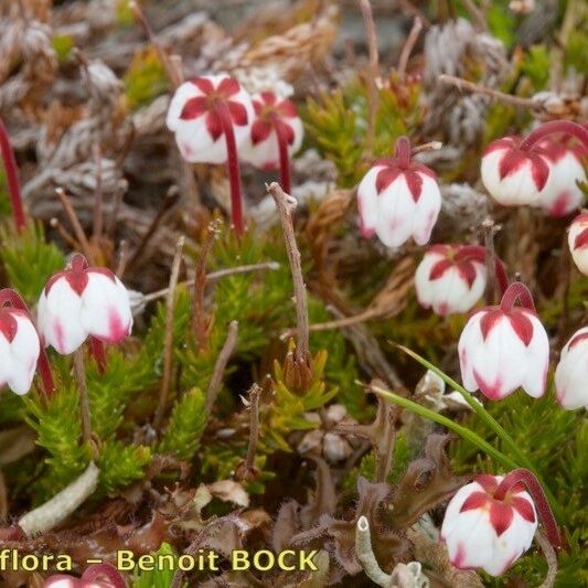 Cassiope hypnoides Агульны выгляд