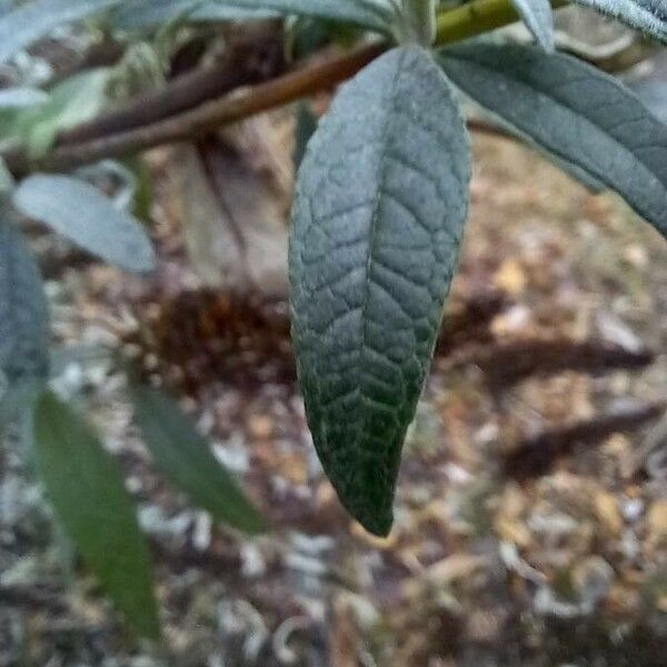 Buddleja davidii List