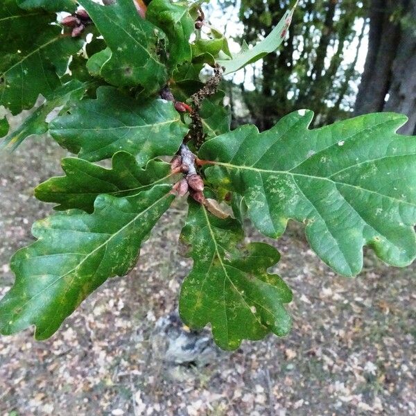 Quercus robur Folha