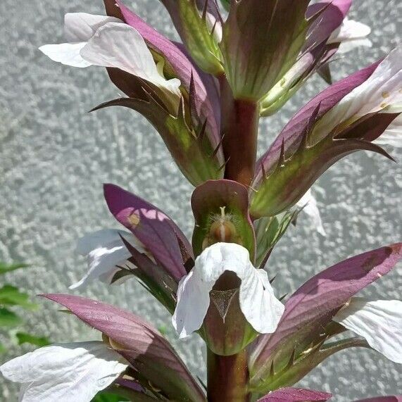 Acanthus mollis Cvet